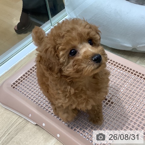 埼玉県のトイプードル(トイ) (ペットプラス ららぽーと新三郷店/2026年6月22日生まれ/女の子/レッド)の子犬の3枚目の画像