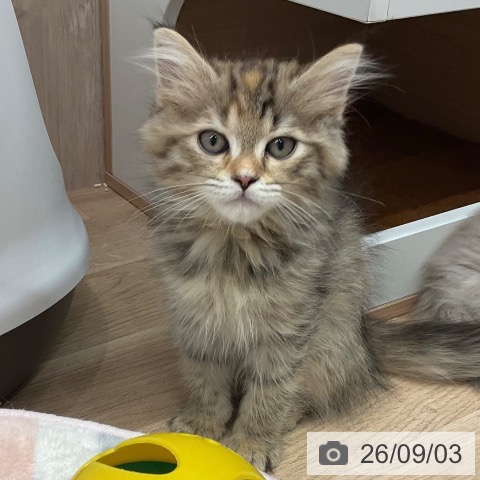 サイベリアンの写真