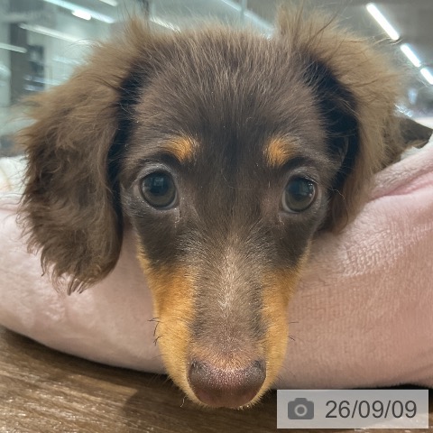 神奈川県のミニチュアダックスフンド(ロング) (ペッツワン 鎌倉梶原店/2026年6月18日生まれ/女の子/チョコレートタン)の子犬の4枚目の画像