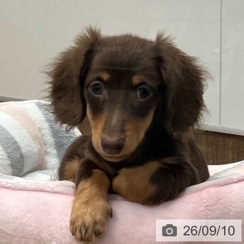 神奈川県のミニチュアダックスフンド(ロング) (ペッツワン 鎌倉梶原店/2026年6月18日生まれ/女の子/チョコレートタン)の子犬の3枚目の画像