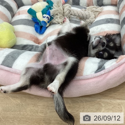 チワワの写真