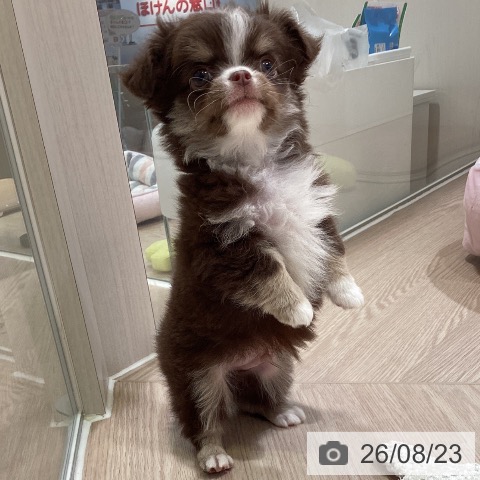 チワワの写真