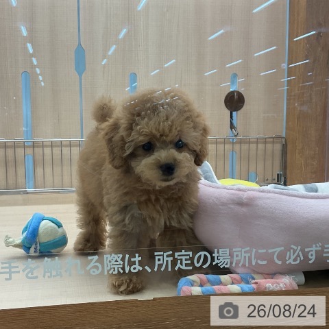 トイ・プードルの写真