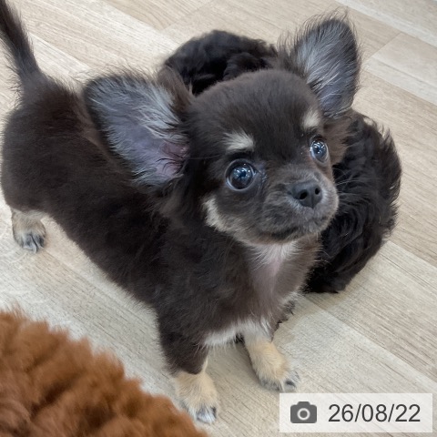 群馬県のチワワ(ロング) (ペットプラス 前橋店/2026年6月10日生まれ/男の子/ブラックタン)の子犬の4枚目の画像