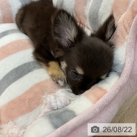 群馬県のチワワ(ロング) (ペットプラス 前橋店/2026年6月10日生まれ/男の子/ブラックタン)の子犬の3枚目の画像