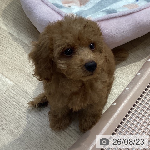 神奈川県のトイプードル(トイ) (ペットプラス 座間店/2026年6月19日生まれ/男の子/レッド)の子犬の4枚目の画像