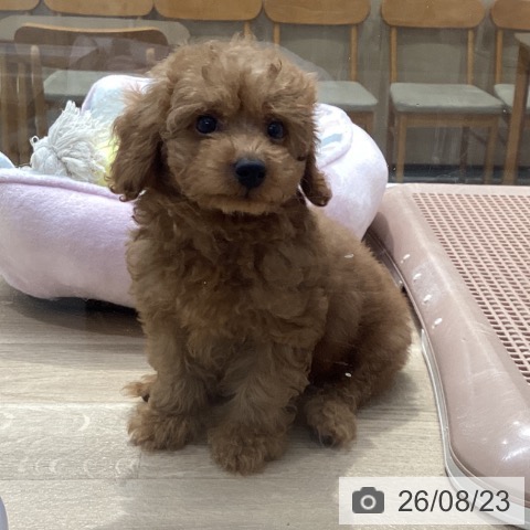 神奈川県のトイプードル(トイ) (ペットプラス 座間店/2026年6月19日生まれ/男の子/レッド)の子犬の3枚目の画像