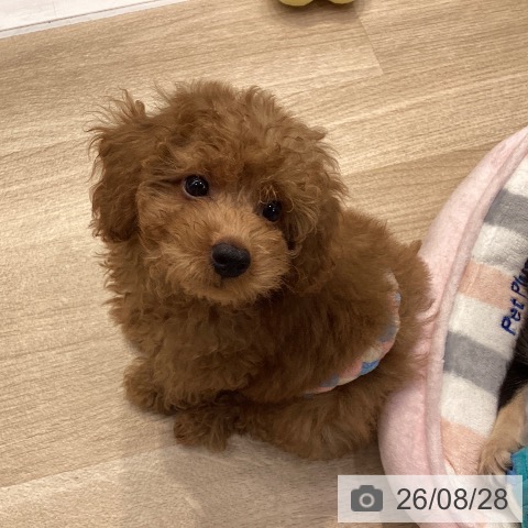 神奈川県のトイプードル(トイ) (ペットプラス 座間店/2026年6月19日生まれ/男の子/レッド)の子犬の3枚目の画像