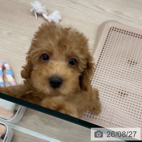 埼玉県のトイプードル(トイ) (ペットプラス 上尾店/2026年6月19日生まれ/男の子/レッド)の子犬の3枚目の画像