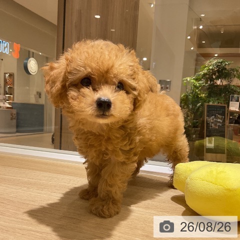 神奈川県のトイプードル(トイ) (ペットプラス モザイクモール港北店/2026年6月19日生まれ/男の子/アプリコット)の子犬の3枚目の画像