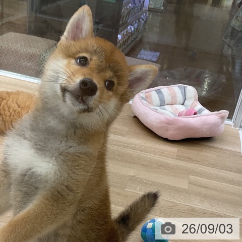 福島県の柴犬(標準サイズ) (ペットプラス 福島店/2026年6月24日生まれ/男の子/赤)の子犬の4枚目の画像