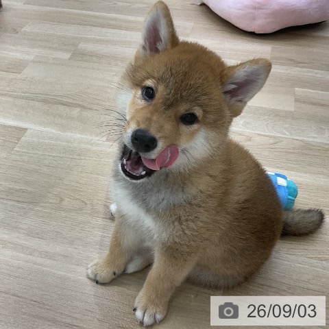 福島県の柴犬(標準サイズ) (ペットプラス 福島店/2026年6月24日生まれ/男の子/赤)の子犬の3枚目の画像
