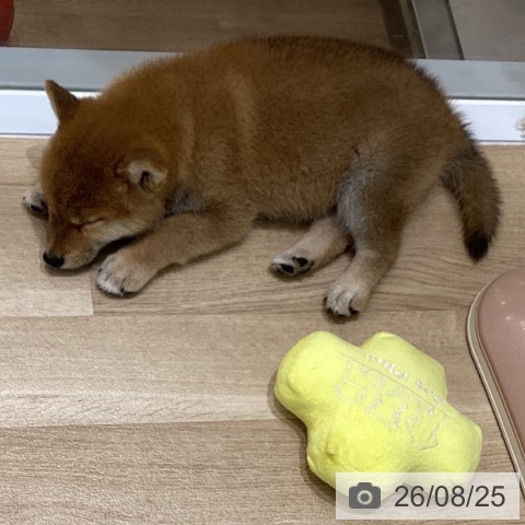 岩手県の柴犬(標準サイズ) (ペットプラス 盛岡南店/2026年6月24日生まれ/女の子/赤)の子犬の4枚目の画像