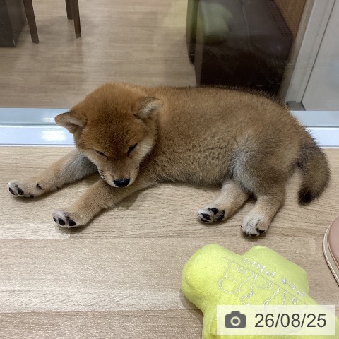 岩手県の柴犬(標準サイズ) (ペットプラス 盛岡南店/2026年6月24日生まれ/女の子/赤)の子犬の3枚目の画像