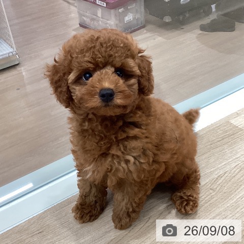 千葉県のトイプードル(トイ) (ペットプラス 木更津店/2026年6月23日生まれ/男の子/レッド)の子犬の4枚目の画像