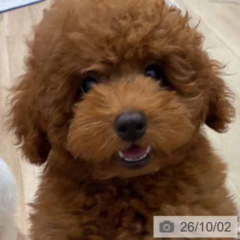 千葉県のトイプードル(トイ) (ペットプラス 木更津店/2026年6月23日生まれ/男の子/レッド)の子犬の3枚目の画像