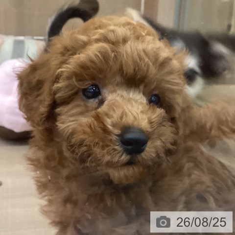神奈川県のトイプードル(トイ) (ペッツワン 横須賀久里浜店/2026年6月24日生まれ/男の子/レッド)の子犬の3枚目の画像