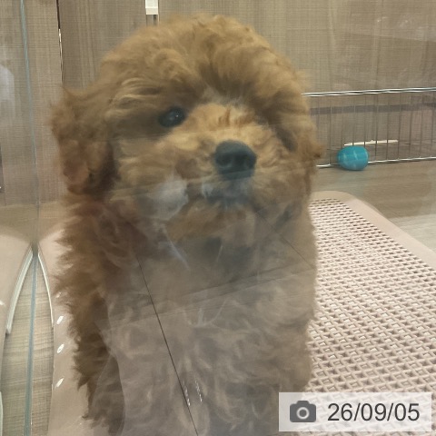 神奈川県のトイプードル(トイ) (ペッツワン 横須賀久里浜店/2026年6月24日生まれ/男の子/レッド)の子犬の4枚目の画像