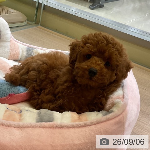神奈川県のトイプードル(トイ) (ペッツワン 横須賀久里浜店/2026年6月24日生まれ/男の子/レッド)の子犬の3枚目の画像