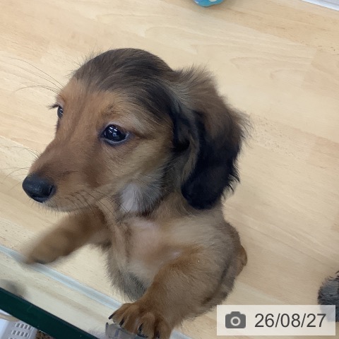 青森県のミニチュアダックスフンド(ロング) (ペットプラス 青森浜田店/2026年6月22日生まれ/男の子/シェーデットレッド)の子犬の4枚目の画像