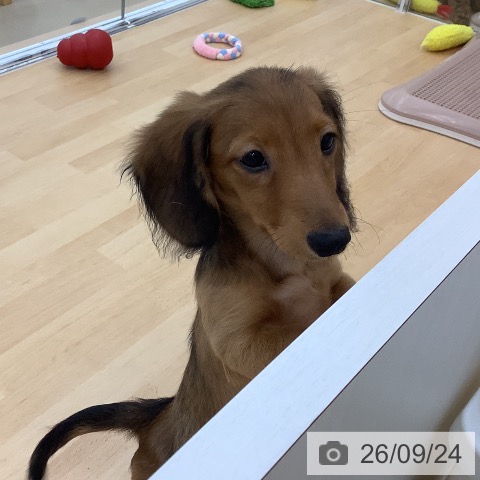 青森県のミニチュアダックスフンド(ロング) (ペットプラス 青森浜田店/2026年6月22日生まれ/男の子/シェーデットレッド)の子犬の3枚目の画像