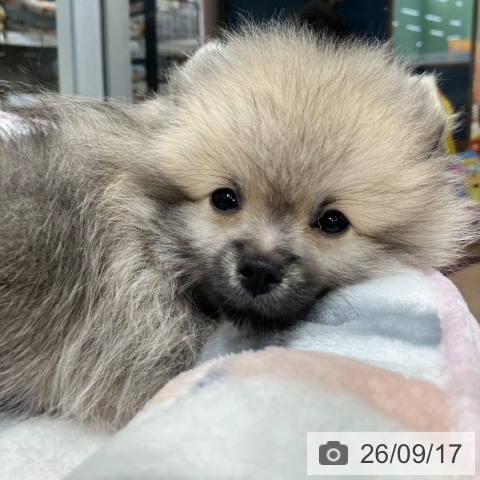 千葉県のポメラニアン (ペットプラス 柏店/2026年6月20日生まれ/男の子/ウルフセーブル)の子犬の4枚目の画像
