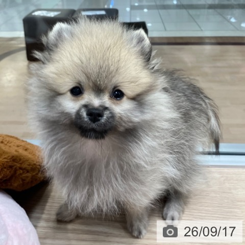 千葉県のポメラニアン (ペットプラス 柏店/2026年6月20日生まれ/男の子/ウルフセーブル)の子犬の3枚目の画像