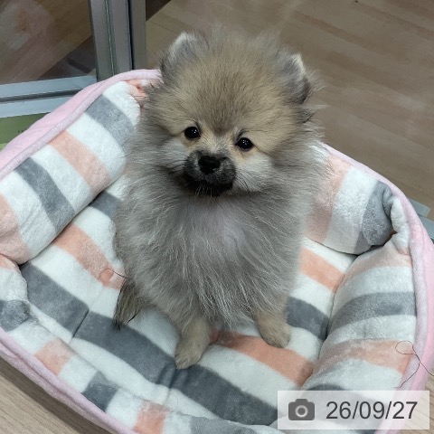 ポメラニアンの写真