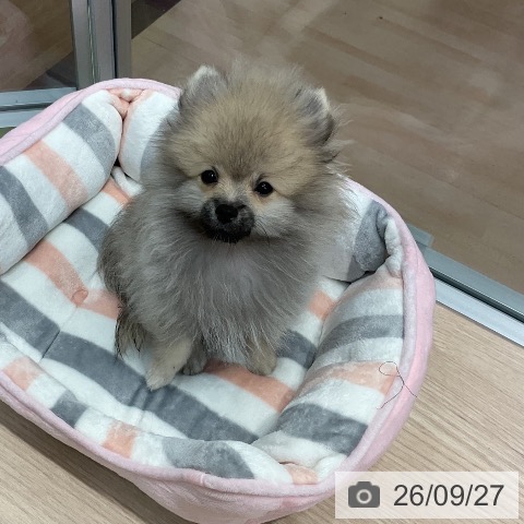 ポメラニアンの写真