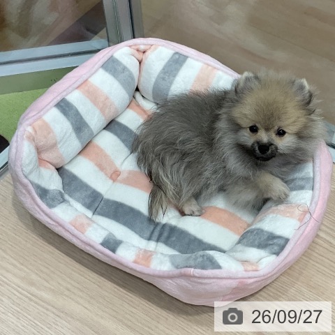 ポメラニアンの写真