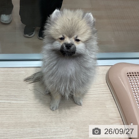 ポメラニアンの写真