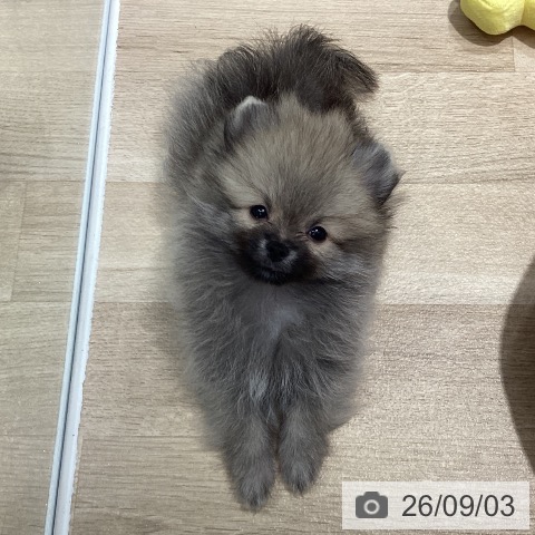 千葉県のポメラニアン (ペットプラス 柏店/2026年6月20日生まれ/男の子/ウルフセーブル)の子犬の4枚目の画像