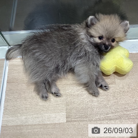 千葉県のポメラニアン (ペットプラス 柏店/2026年6月20日生まれ/男の子/ウルフセーブル)の子犬の3枚目の画像