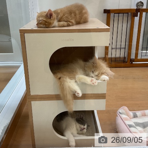 埼玉県のマンチカン (ペッツワン 浦和美園店/2026年6月24日生まれ/男の子/レッドタビーホワイト)の子猫の4枚目の画像