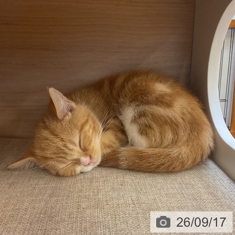 埼玉県のマンチカン (ペッツワン 浦和美園店/2026年6月24日生まれ/男の子/レッドタビーホワイト)の子猫の3枚目の画像