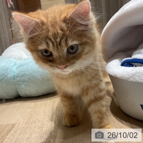 千葉県のマンチカン (ペットプラス 木更津店/2026年6月24日生まれ/男の子/レッドタビー)の子猫の3枚目の画像