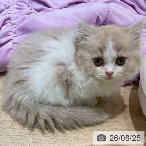 マンチカンの写真