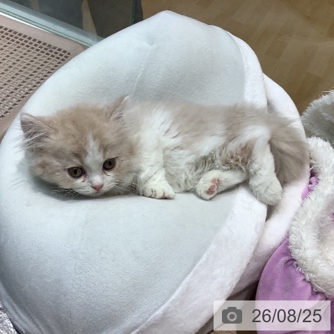 マンチカンの写真
