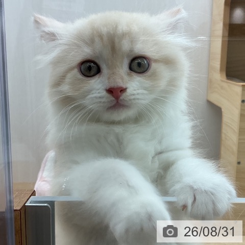 宮城県のスコティッシュフォールドの子猫|ペットミー