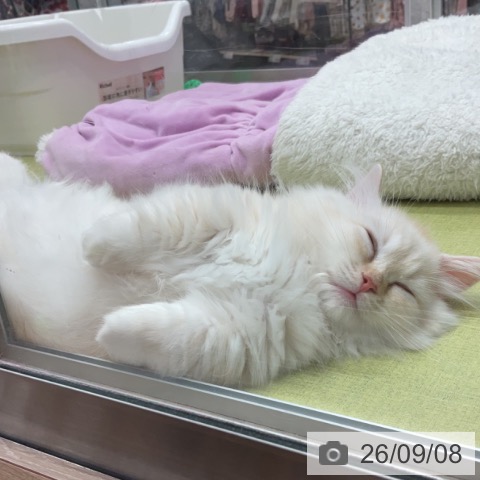 東京都のミヌエット (ペットプラス MARK IS 葛飾かなまち店/2026年6月22日生まれ/男の子/クリームホワイト)の子猫の3枚目の画像