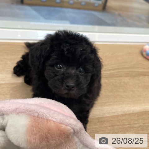 東京都のトイプードル(トイ) (ペットプラス 大井町トラックス店/2026年6月23日生まれ/女の子/ブラック)の子犬の3枚目の画像