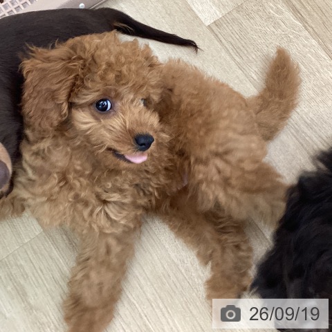 山梨県のトイプードル(トイ) (ペットプラス 甲府国母店/2026年6月18日生まれ/男の子/アプリコット)の子犬の3枚目の画像