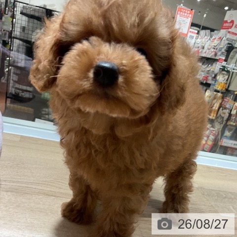 トイ・プードルの写真