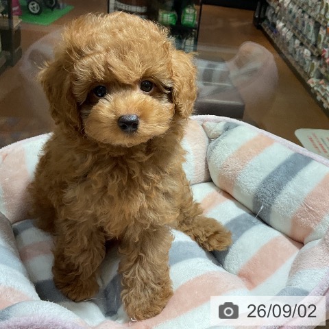 神奈川県のトイプードル(トイ) (ペットプラス 湘南平塚店/2026年6月18日生まれ/男の子/アプリコット)の子犬の3枚目の画像