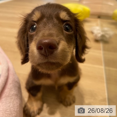 ミニチュア・ダックスフンドの写真