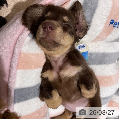 ミニチュア・ダックスフンドの写真