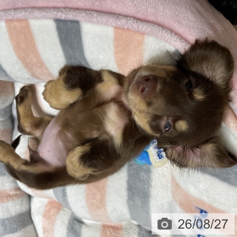 ミニチュア・ダックスフンドの写真