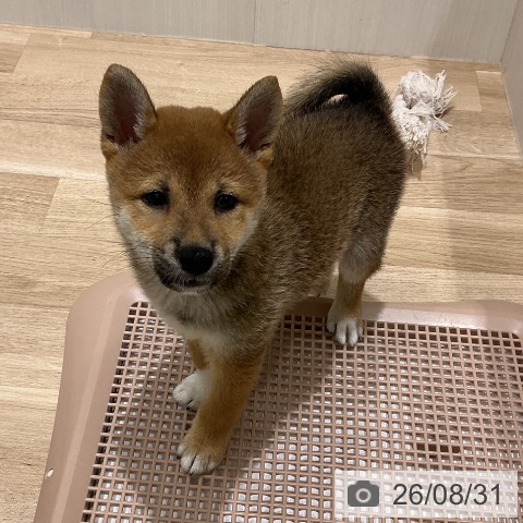 宮城県の柴犬(標準サイズ) (ペットプラス 名取店/2026年6月25日生まれ/女の子/赤)の子犬の4枚目の画像