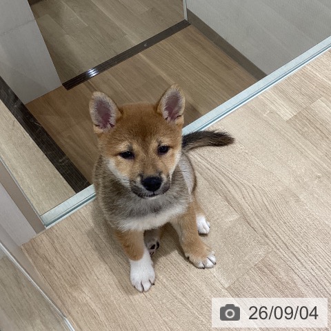宮城県の柴犬(標準サイズ) (ペットプラス 名取店/2026年6月25日生まれ/女の子/赤)の子犬の3枚目の画像