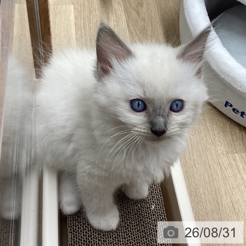 岩手県のラグドール (ペットプラス 盛岡南店/2026年6月23日生まれ/男の子/ブルーポイント)の子猫の3枚目の画像